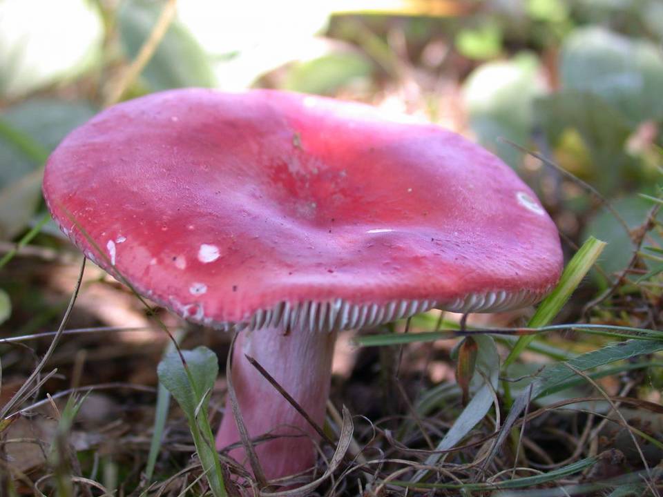Russula pseudointegra image