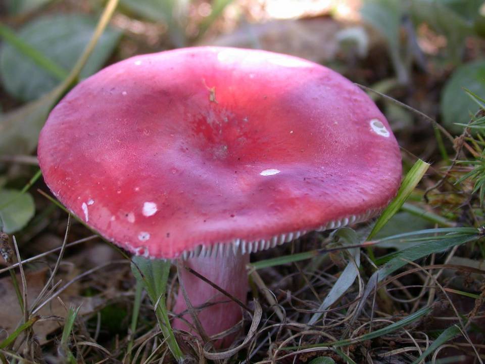 Russula pseudointegra image