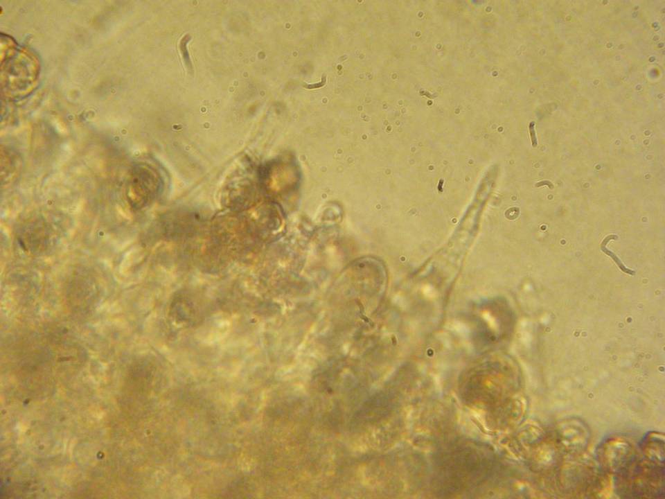 Entoloma rhombisporum image