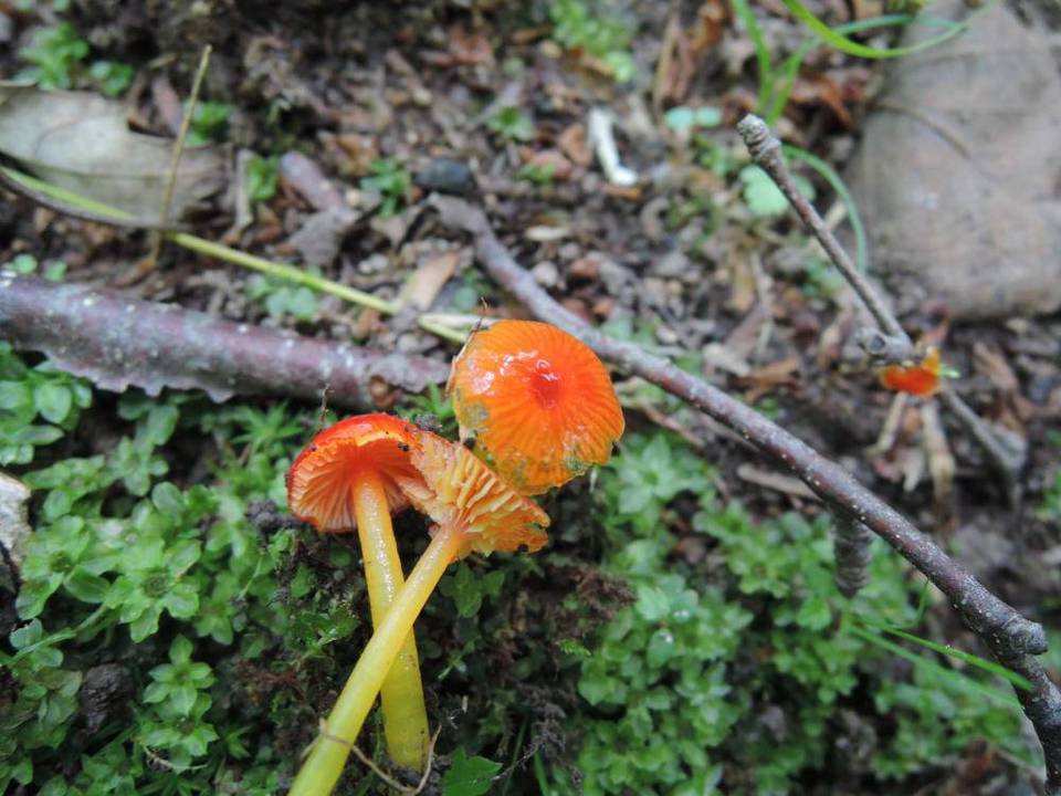 Hygrocybe minutula image