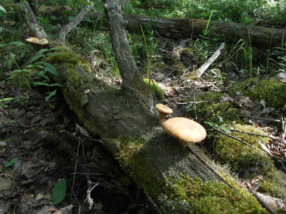 Neolentinus schaefferi image