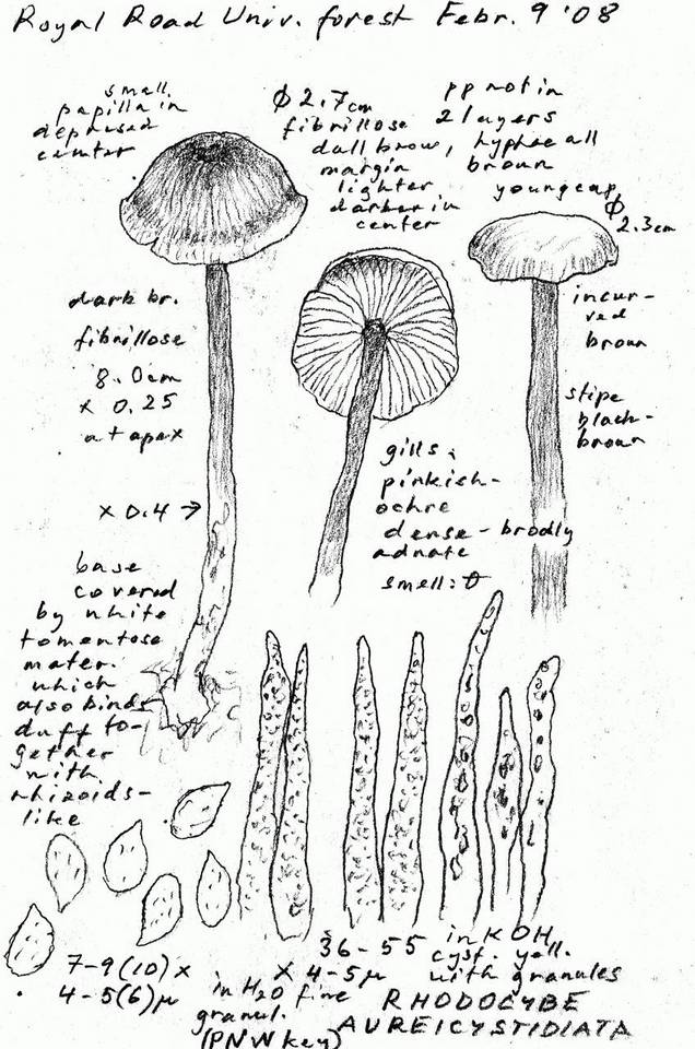 Rhodocybe aureicystidiata image