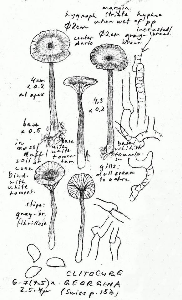 Clitocybe georgina image