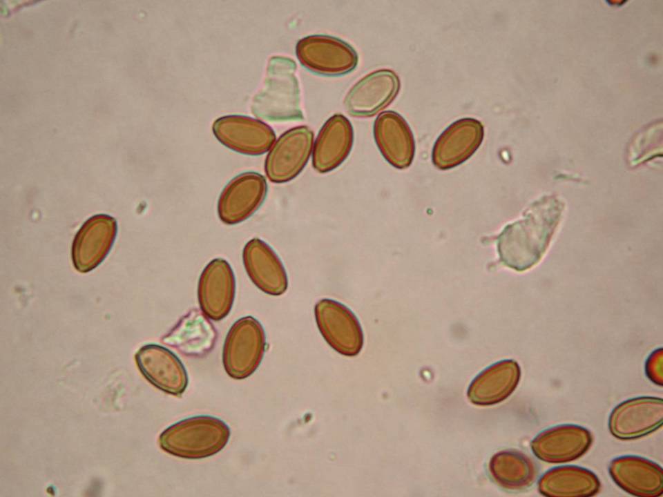 Psilocybe fasciata image