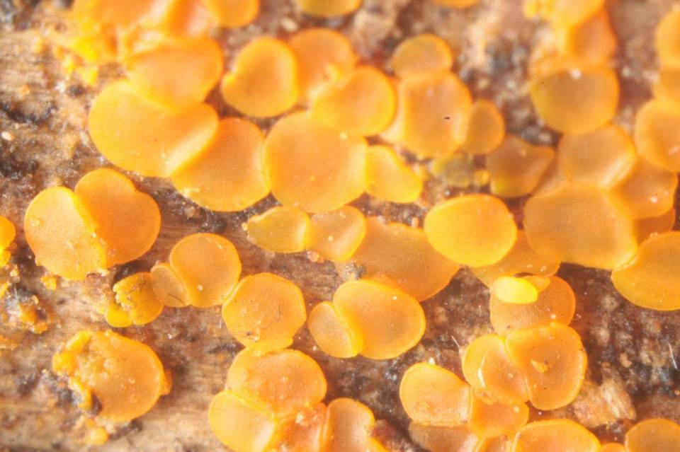 Orbilia delicatula image