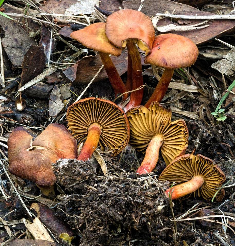 Cortinarius basirubescens image
