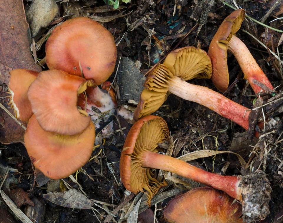Cortinarius basirubescens image