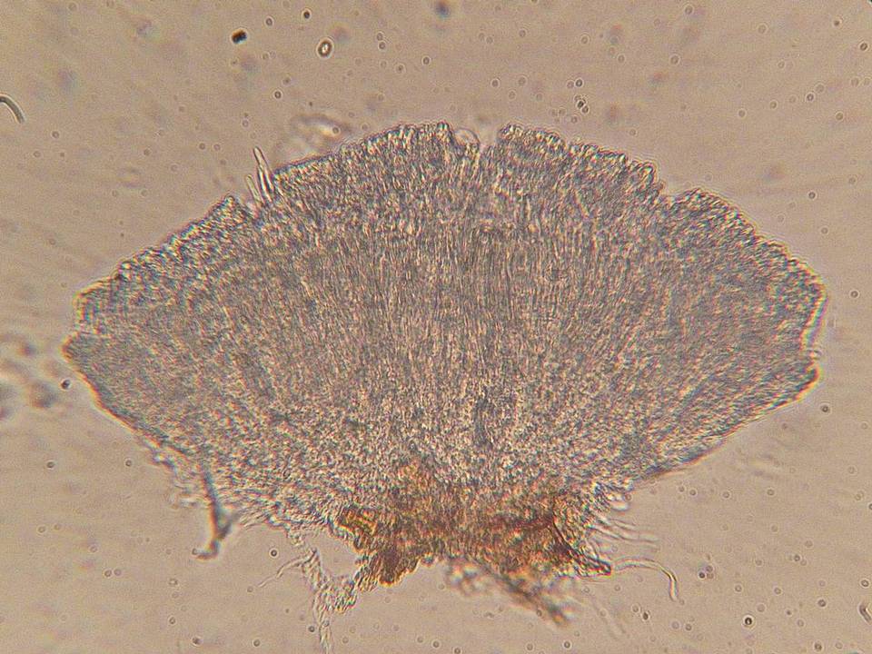 Unguicularia carestiana image