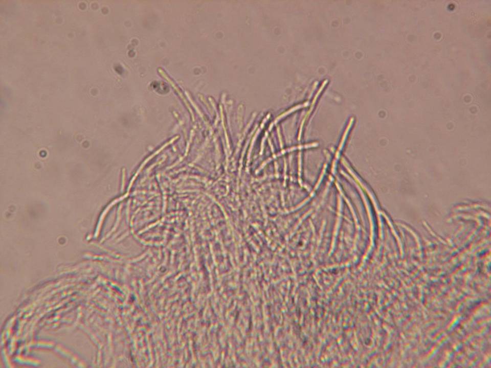 Unguicularia carestiana image
