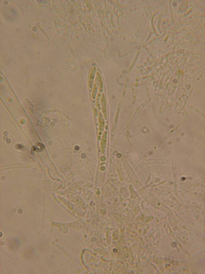 Unguicularia carestiana image