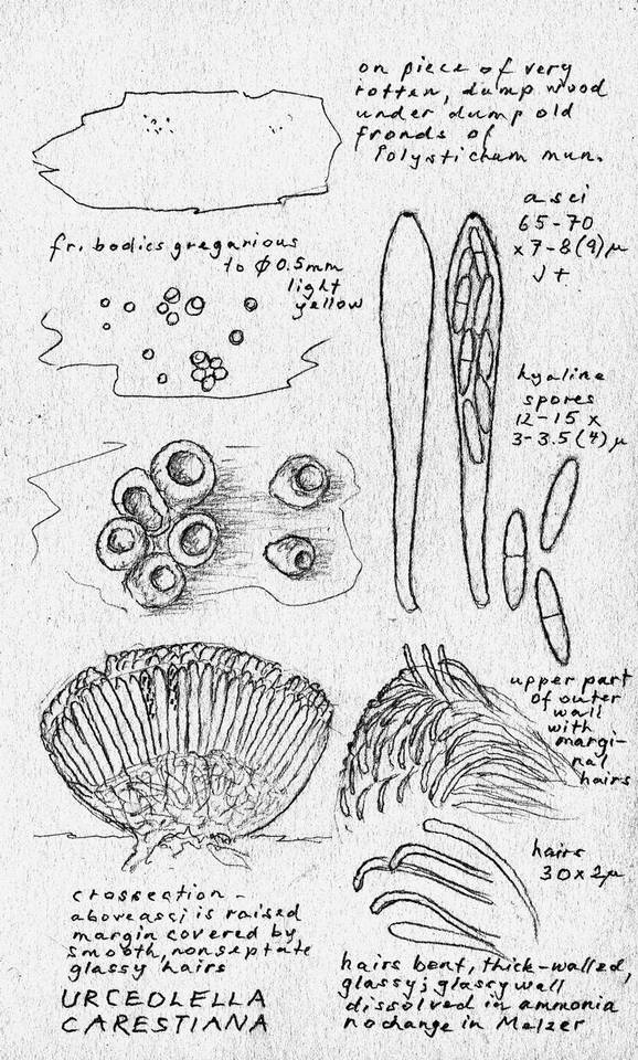 Unguicularia carestiana image