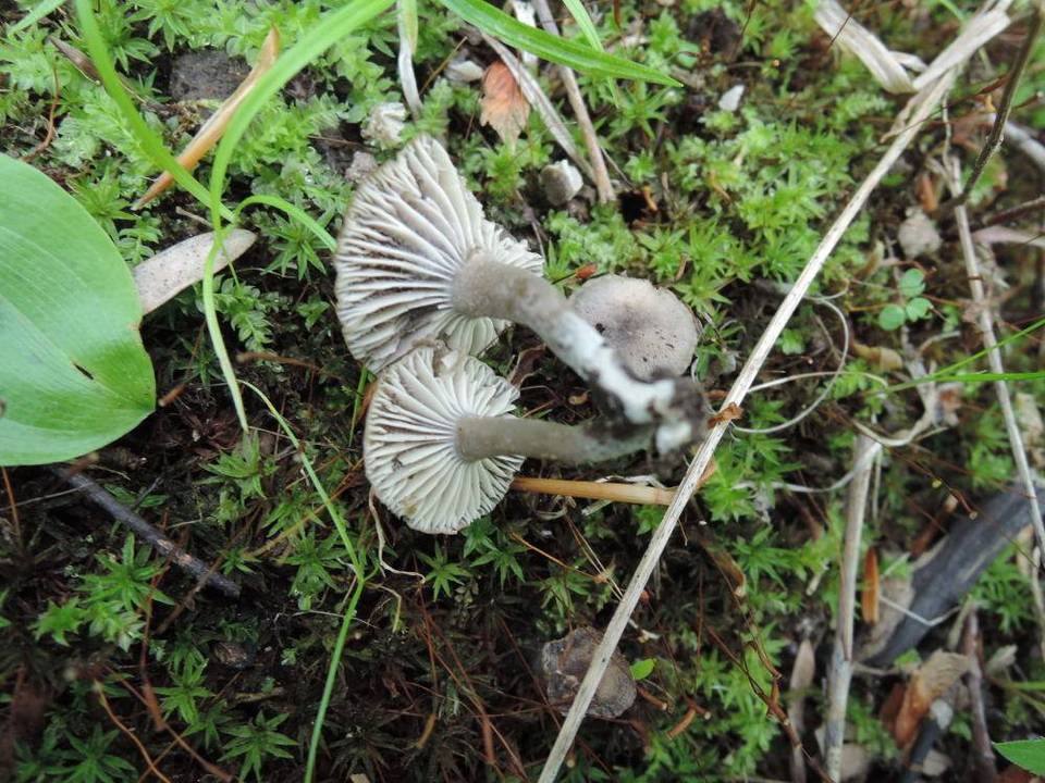 Camarophyllopsis atrovelutina image