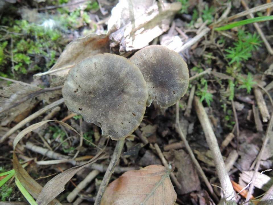 Camarophyllopsis atrovelutina image