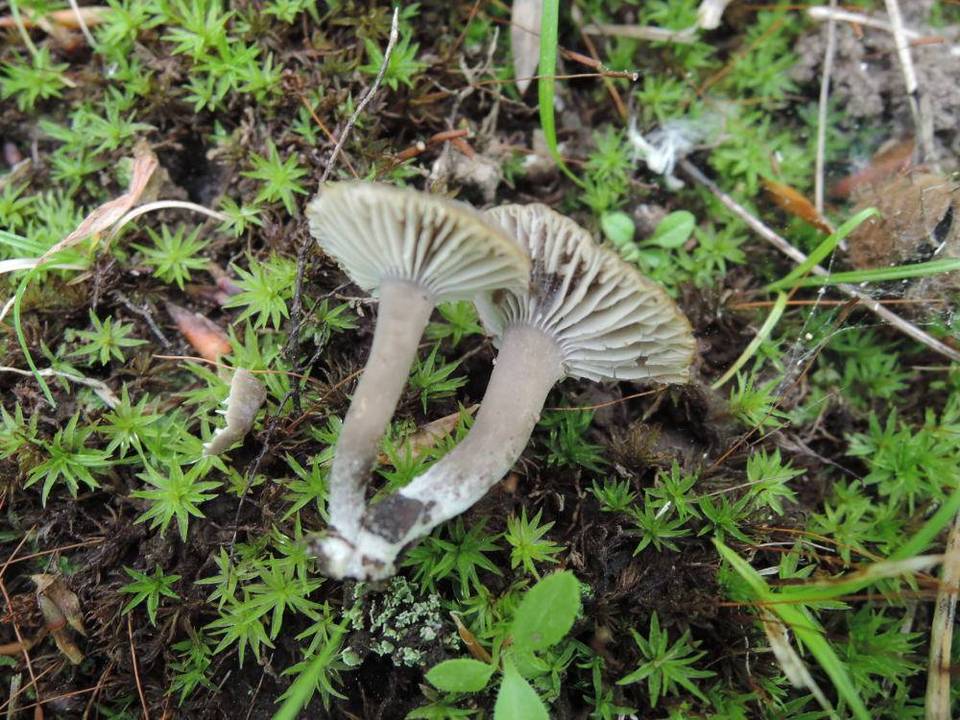 Camarophyllopsis atrovelutina image