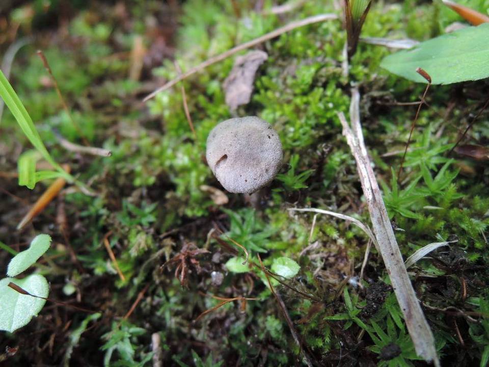 Camarophyllopsis atrovelutina image