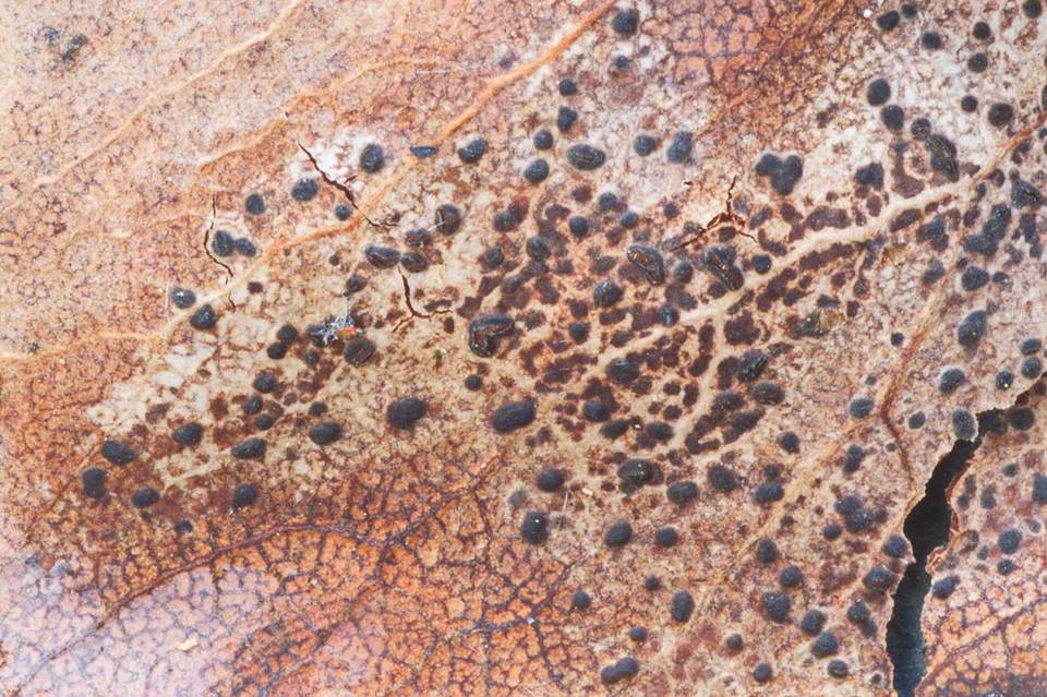Coccomyces arbutifolius image