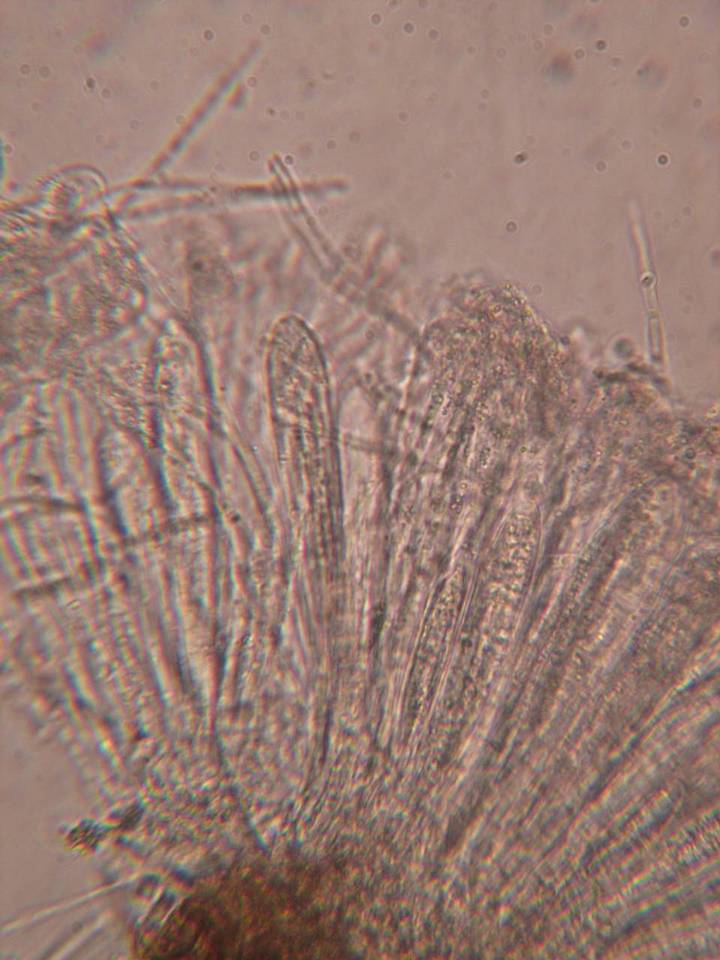 Coccomyces arbutifolius image