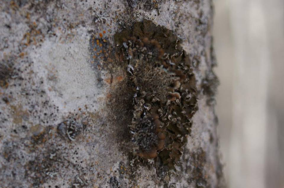 Melanelixia albertana image