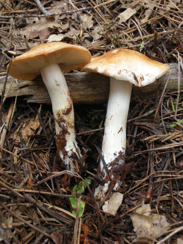 Rhodocollybia maculata var. occidentalis image