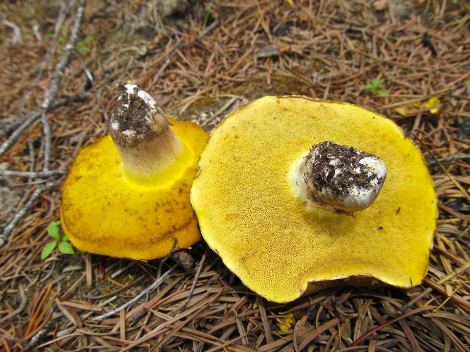 Suillus albivelatus image