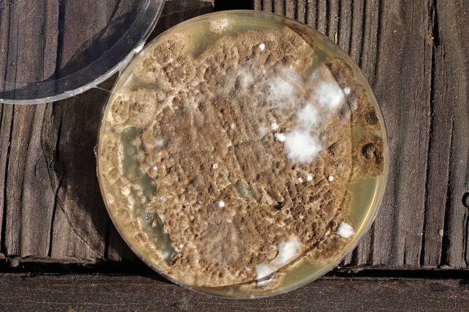 Penicillium brevicompactum image
