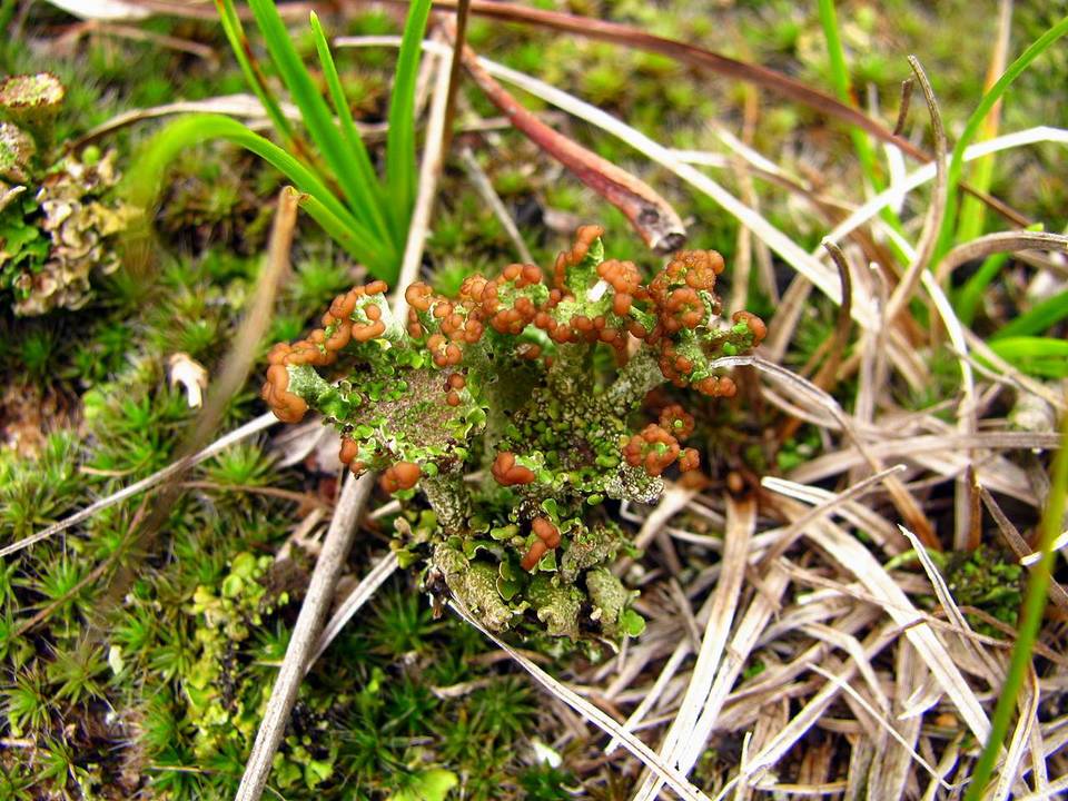 Cladonia sobolescens image