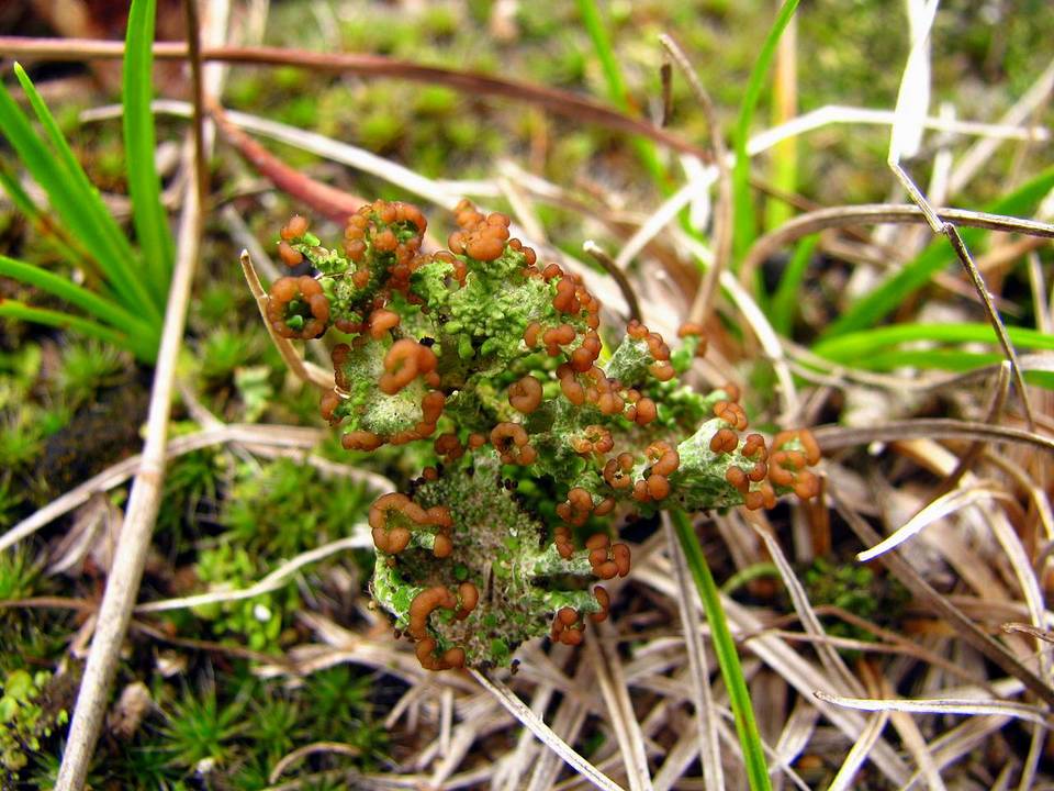 Cladonia sobolescens image