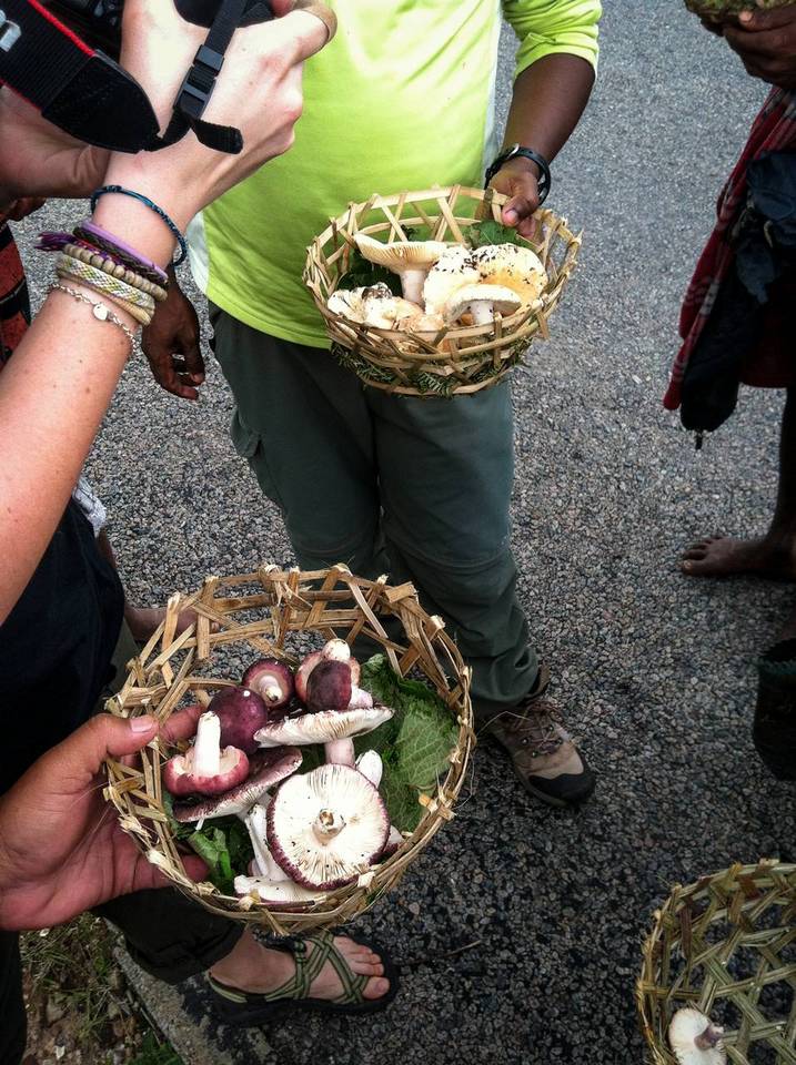 Russula madagassensis image