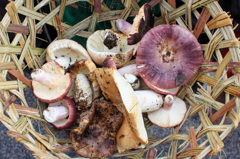 Russula madagassensis image