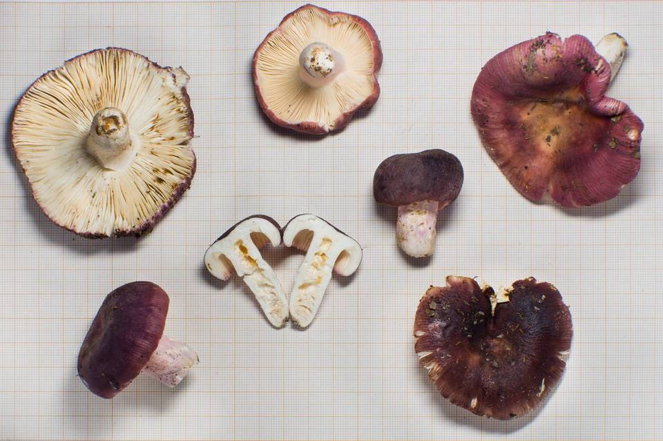 Russula madagassensis image