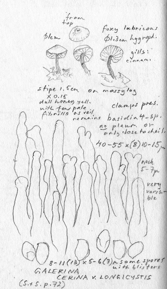 Galerina cerina image