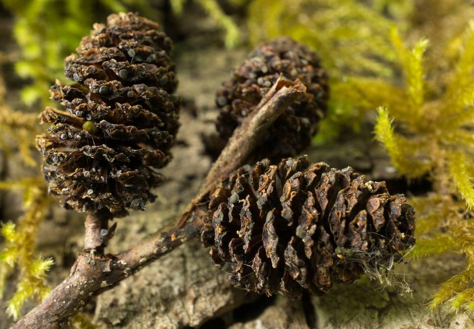 Pezizella alniella image