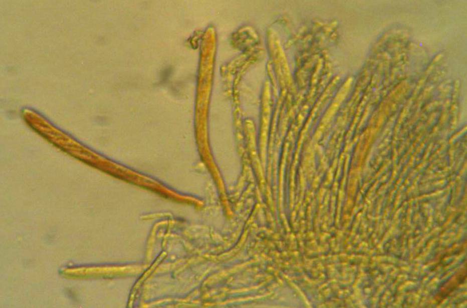 Pezizella alniella image