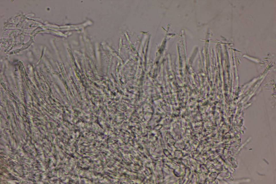 Lachnum abnormis image