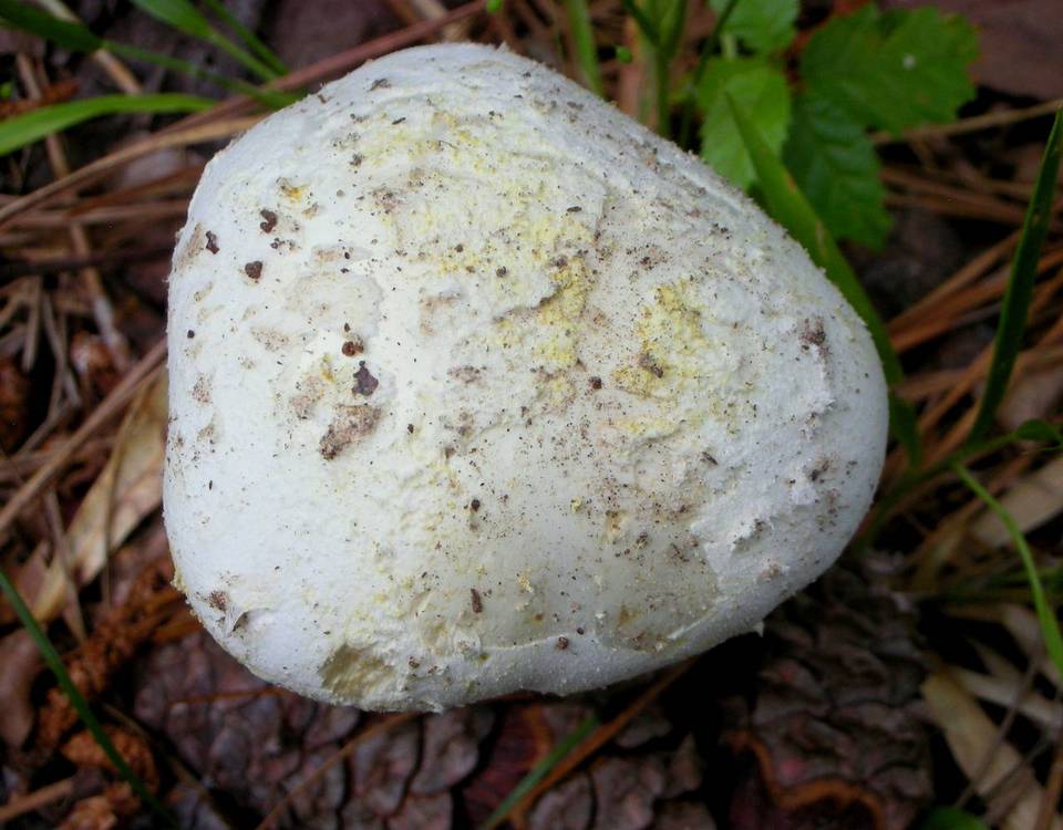 Amanita praelongispora image
