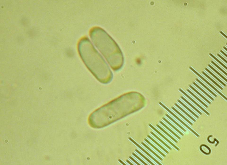 Amanita praelongispora image