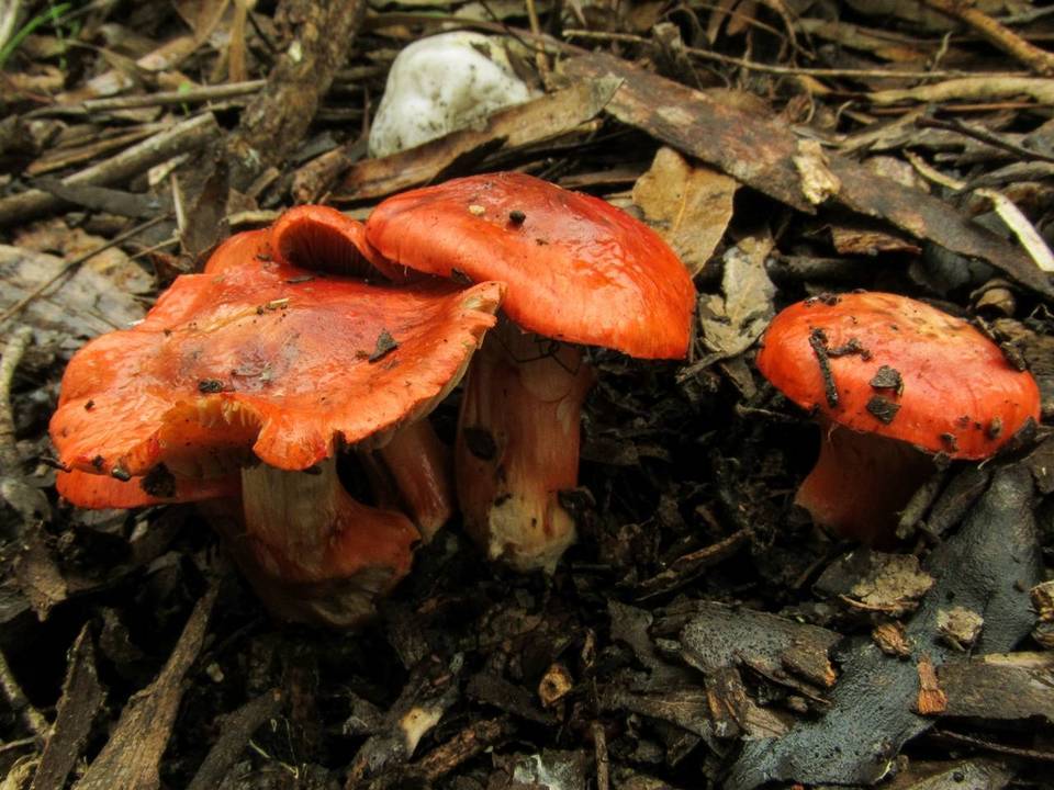 Cortinarius erythraeus image