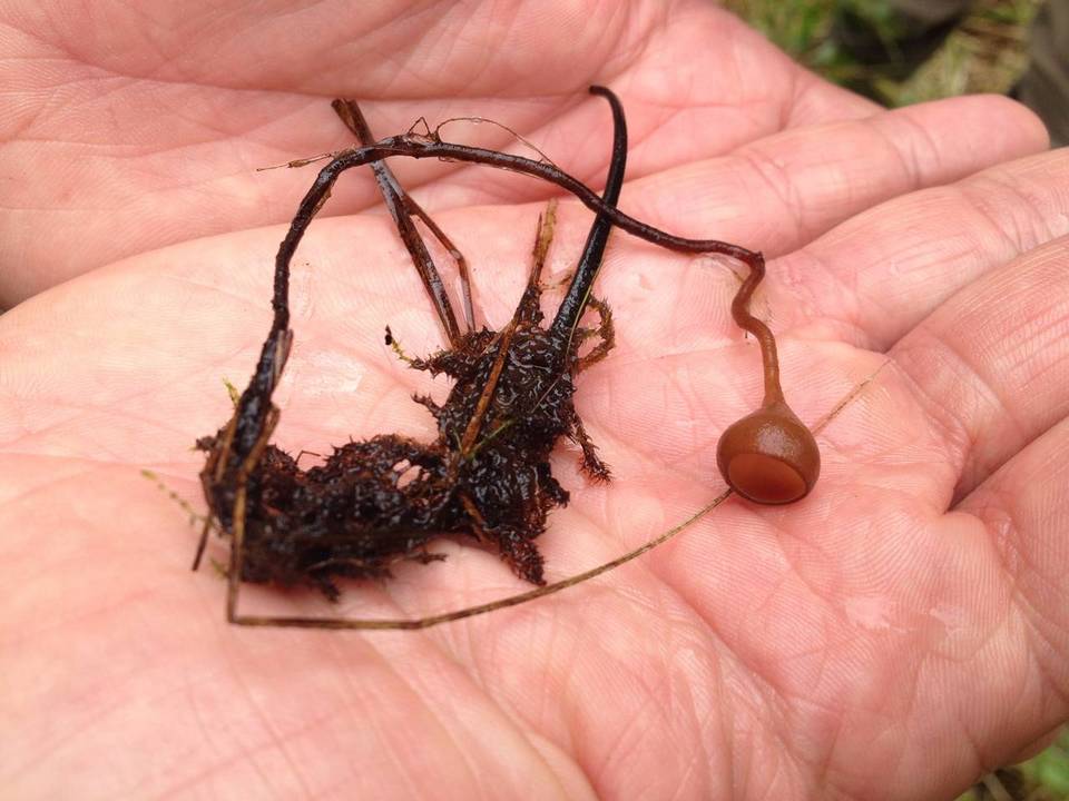 Sclerotinia sulcata image