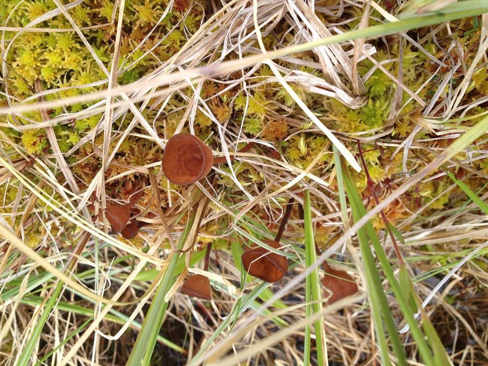 Sclerotinia sulcata image