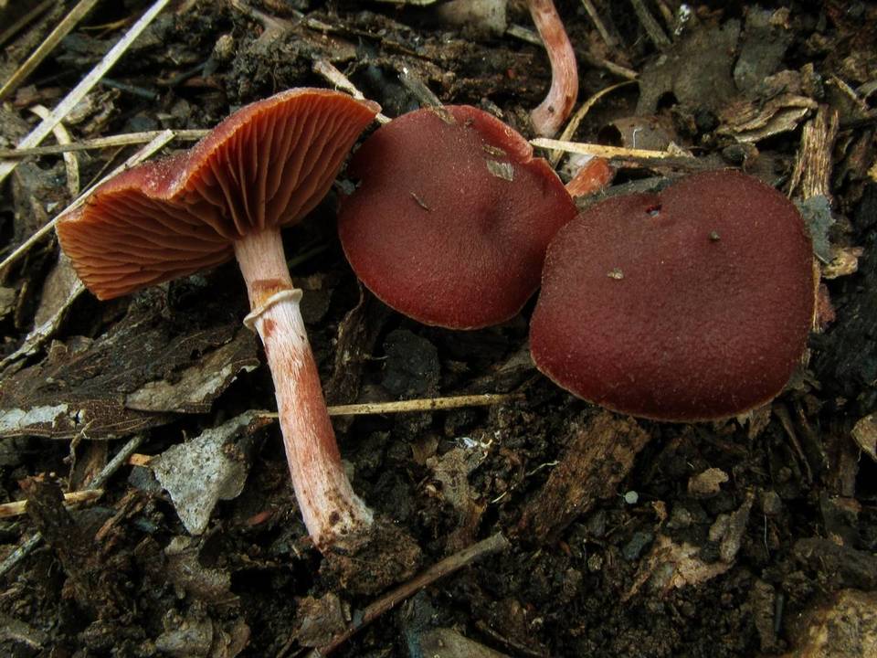 Tubaria rufofulva image