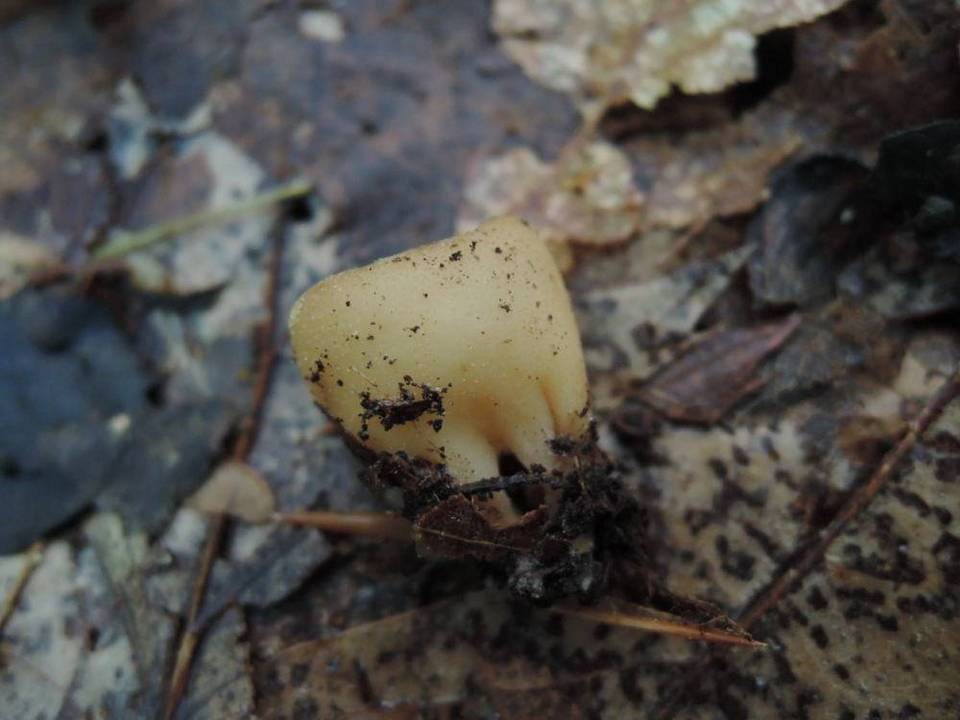 Jafnea fusicarpa image