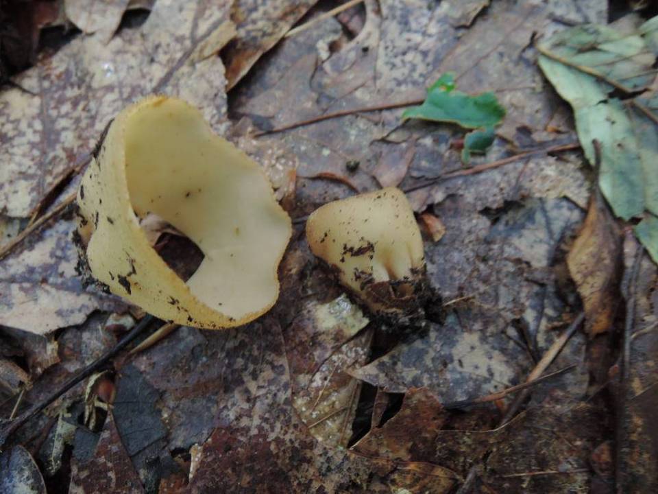 Jafnea fusicarpa image