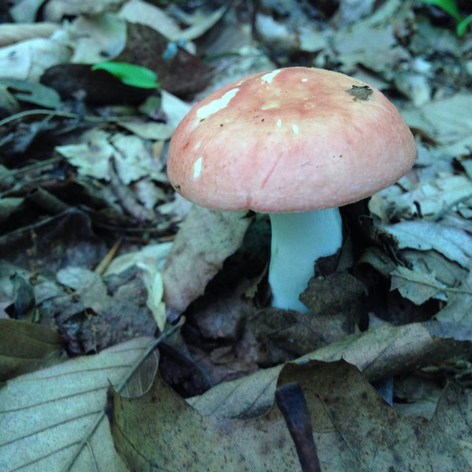 Russula veternosa var. veternosa image