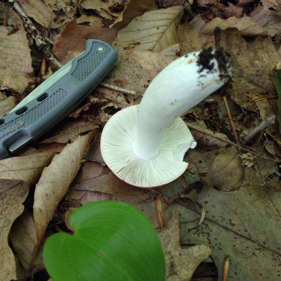 Russula veternosa var. veternosa image