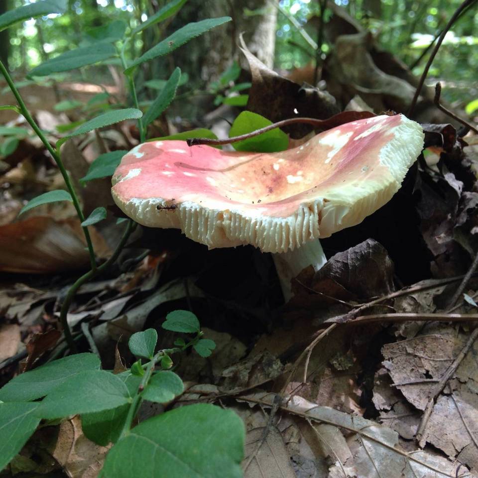 Russula veternosa var. veternosa image