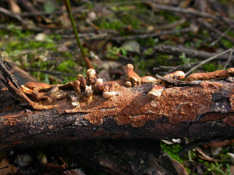 Hypocreopsis amplectens image