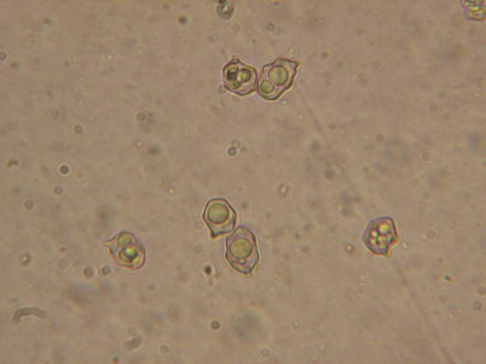 Entoloma caliginosum image