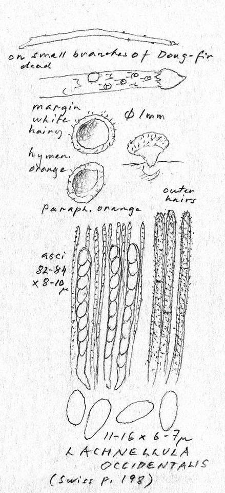 Lachnellula occidentalis image