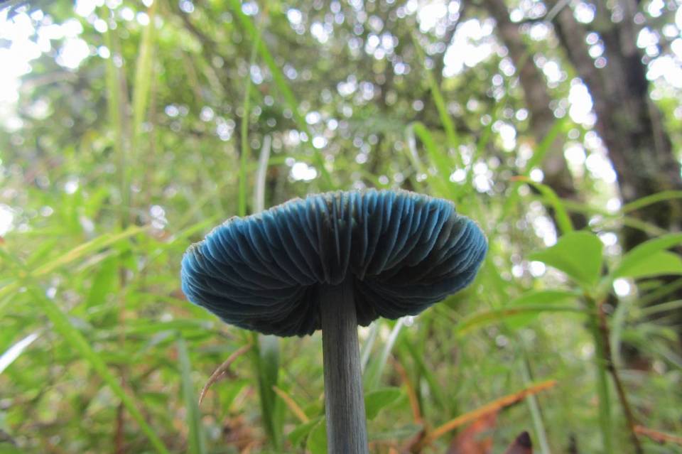 Entoloma azureoviride image