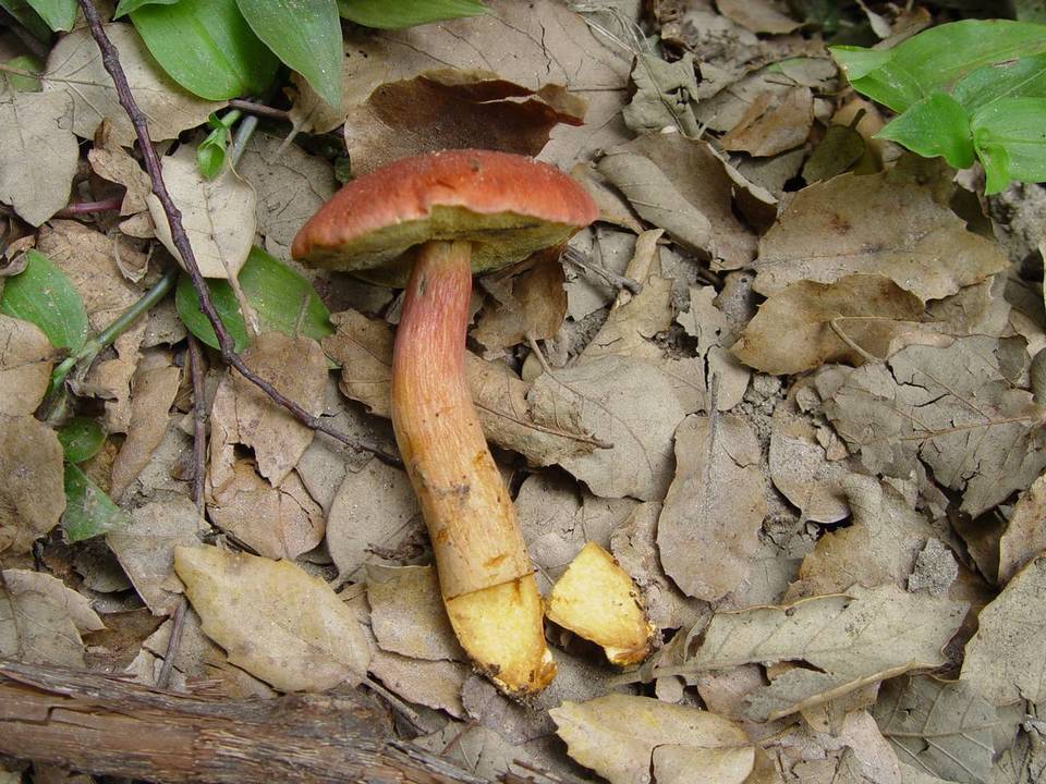 Xerocomus persicolor image